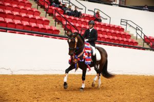 Nationals IALHA Horse Show 2021 Champion Dressage 3rd level test 3 & Champion Best Turnout